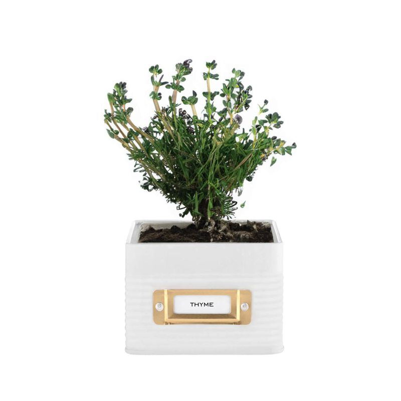 Typhoon Otto Square Herb Planter