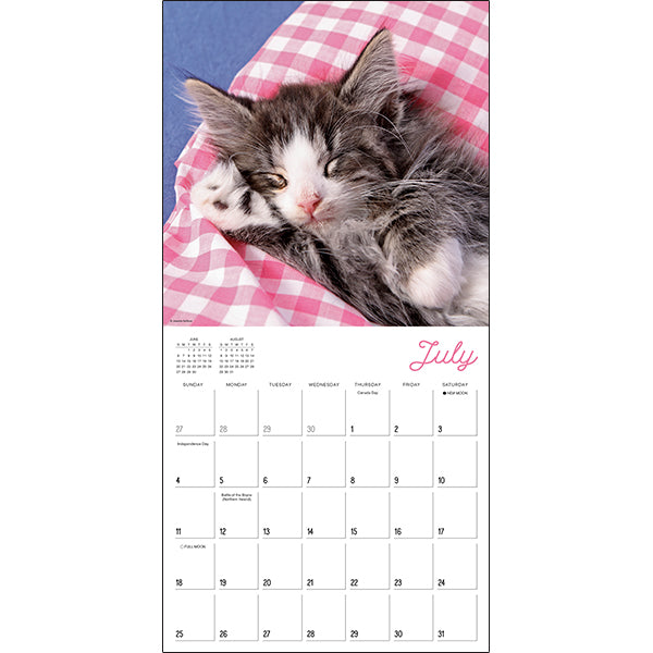 Sellers Publishing Wall Calendar Cat Naps