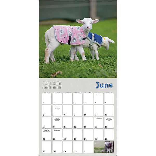Sellers Publishing Wall Calendar Lambies in Jammies & Goats in Coats