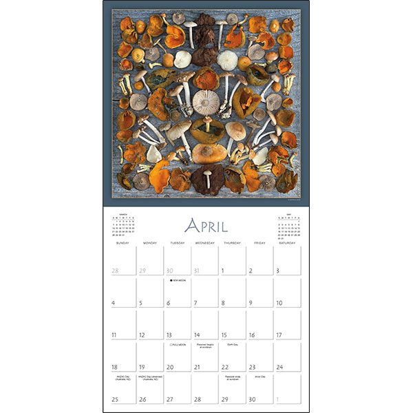 Sellers Publishing Wall Calendar Mushrooms: The Art of the Fungi