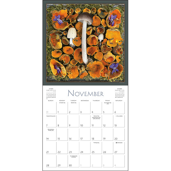 Sellers Publishing Wall Calendar Mushrooms: The Art of the Fungi