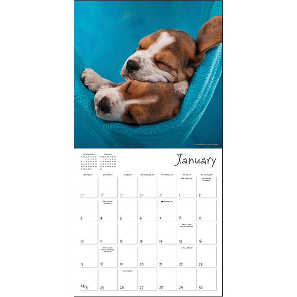 Sellers Publishing Wall Calendar Pooped Puppies