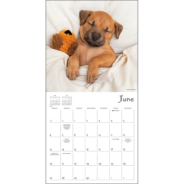 Sellers Publishing Wall Calendar Pooped Puppies