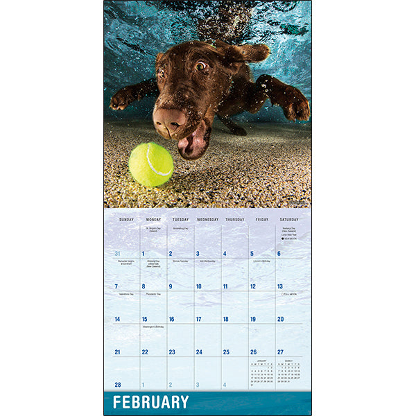 Sellers Publishing Wall Calendar Underwater Dogs
