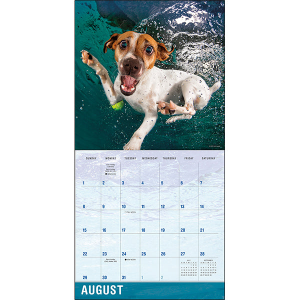 Sellers Publishing Wall Calendar Underwater Dogs