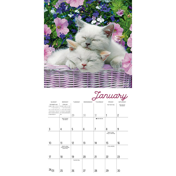 Sellers Publishing Mini Calendar Cat Naps