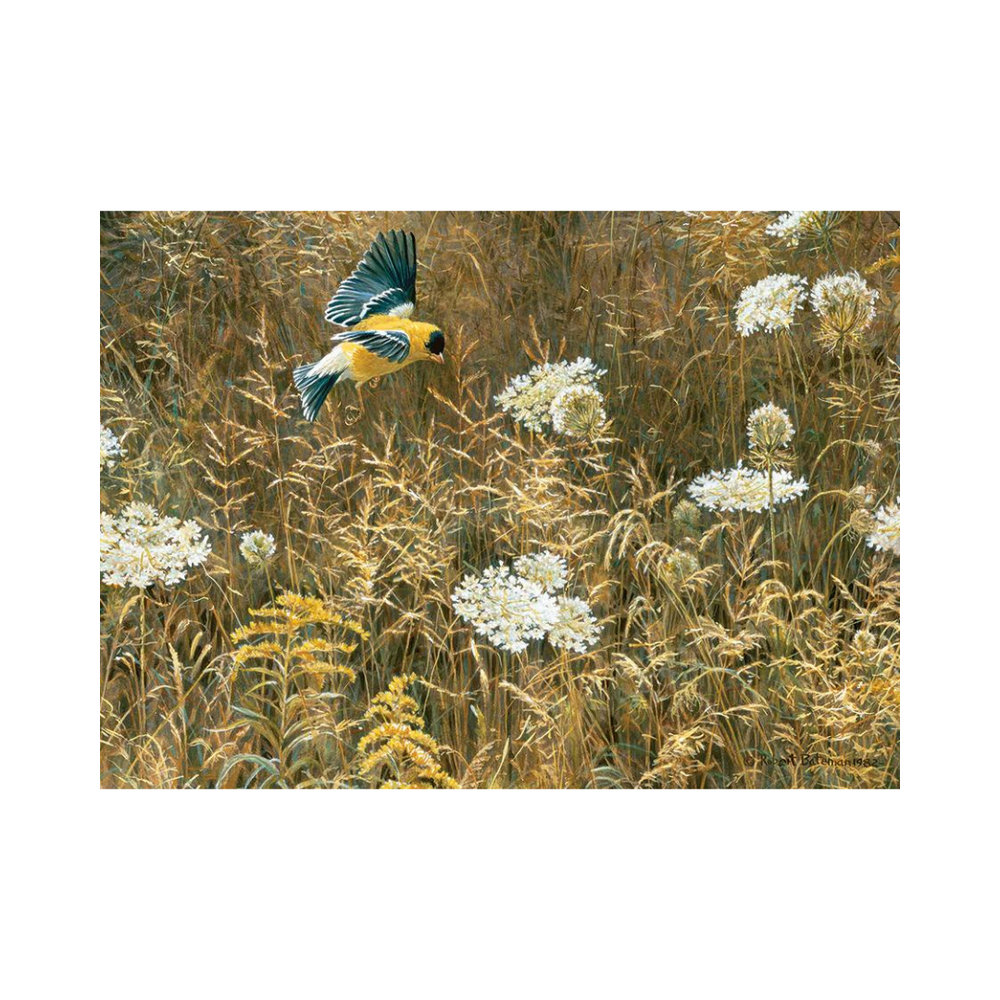 Cobble Hill Puzzles - Queen Anne's Lace & American Goldfinch