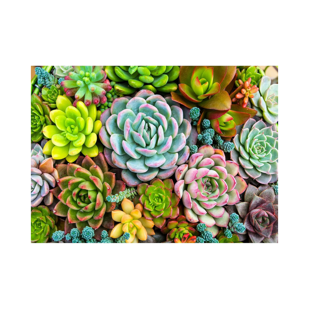 HUADADA 1000 Pieces Puzzle - Succulent Plants